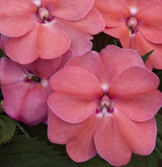 Balzamīne SunPatiens Pink Pearl