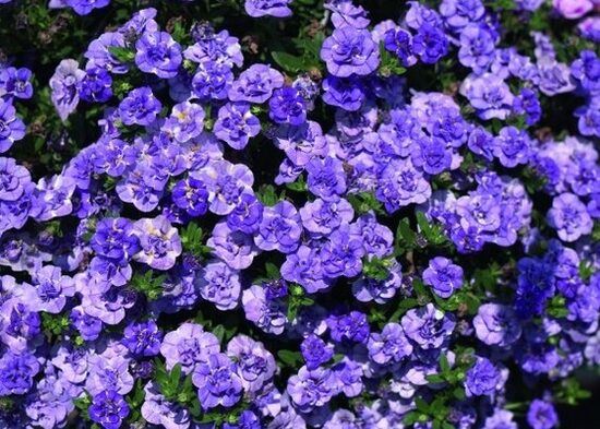 Kalibrahoja Calita Double Blue Splash