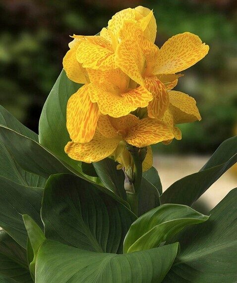 Canna Cannasol Happy Emily