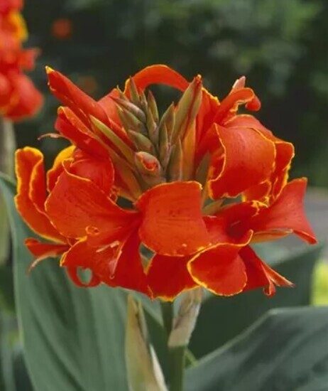Canna Cannova Red Golden Flame