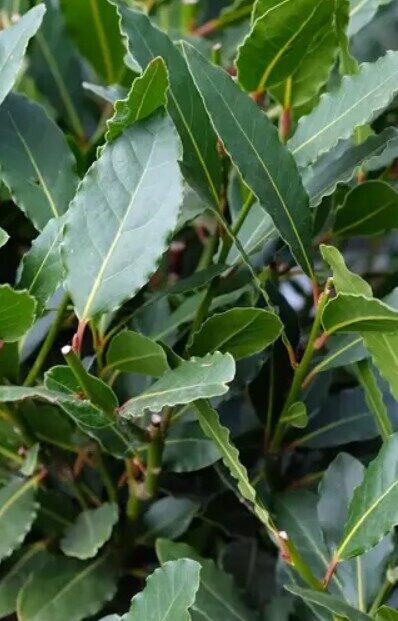 Bay laurel