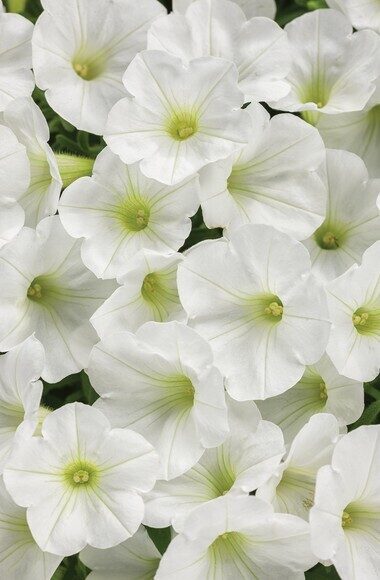 Petūnija Mini Vista White