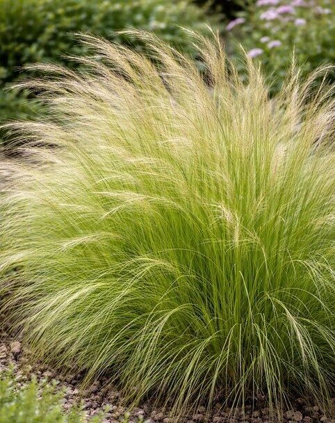 Stipa Pony Tails dekoratīva zāle