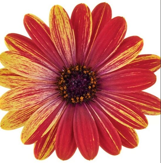 Akmeņsēkle Cape Daisy Zanzibar Fireworks Red