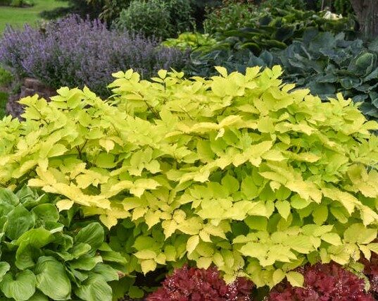 Aralia Sun King