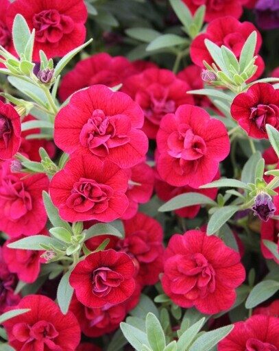 Kalibrahoja Superbells Double Ruby