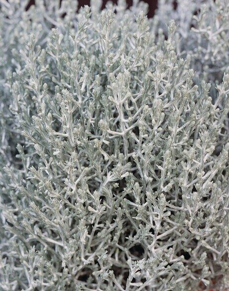 Calocephalus Silver Bush