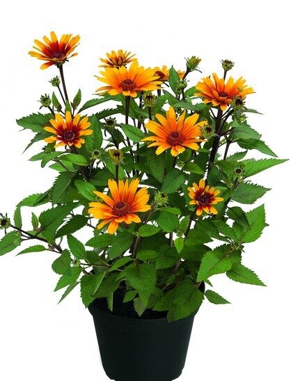 Heliopsis Sole Scuro