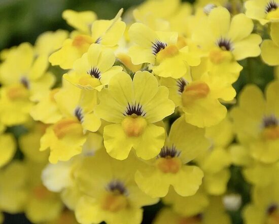 Nemēzija Sunsatia Little Banana