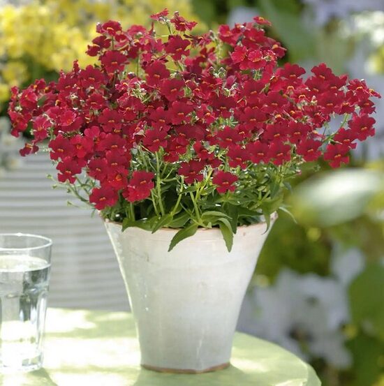 Nemēzija Sunsatia Little Cherry