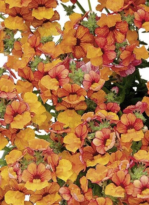 Nemēzija Sunsatia Little Orange