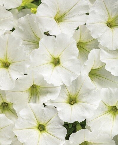 Petūnija Vista Snowdrift