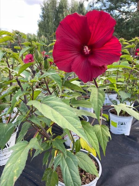Hibiscus Vintage Wine