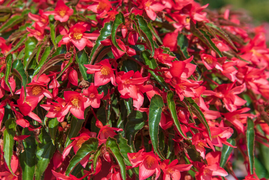 Begonia Summerwing pink elegance