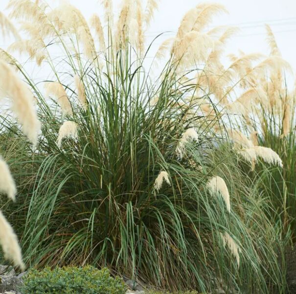 Cortaderia Selloana Senior