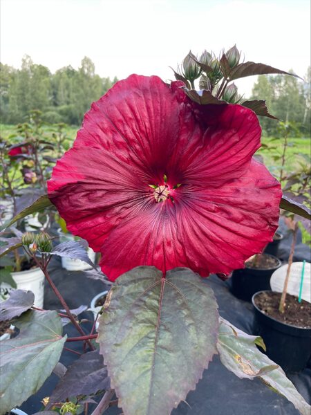 Hibiscus Holy Grail