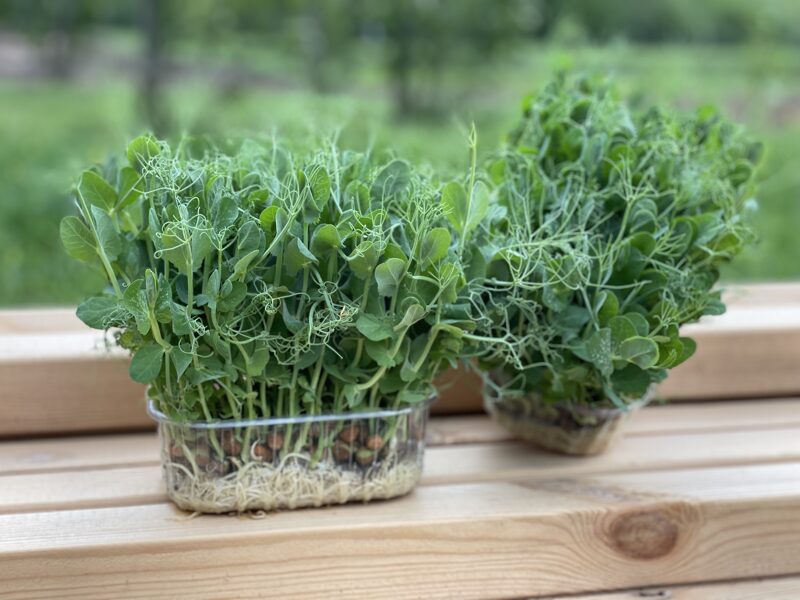 Pea microgreens