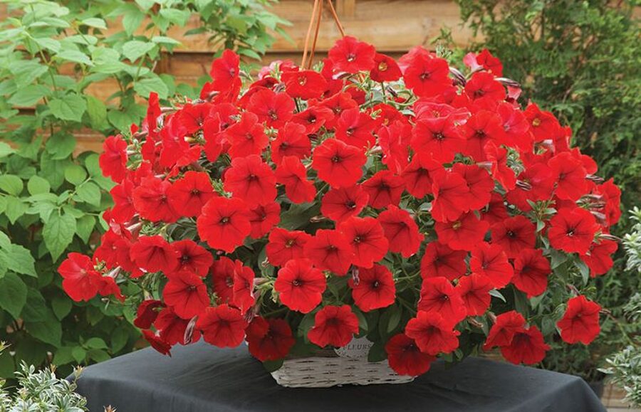 Petunia Opera Supreme Red