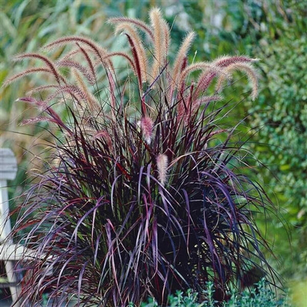 Spalvzāle Pennisetum Rubrum