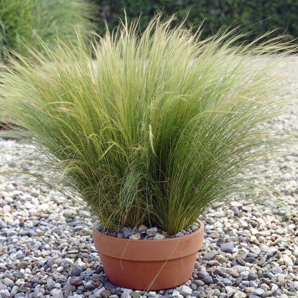 Mexican feathergrass Stipa Tenuifolia