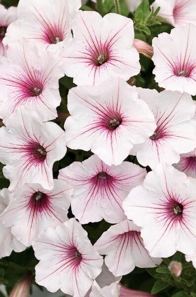 Petunia SUPERTUNIA Vista Silverberry