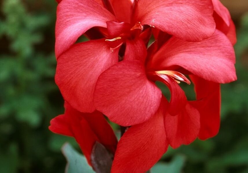 Indian Canna Cannova Dark Rose