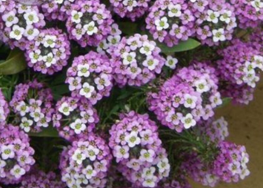 Lobularia Maritima Lucia Lavender