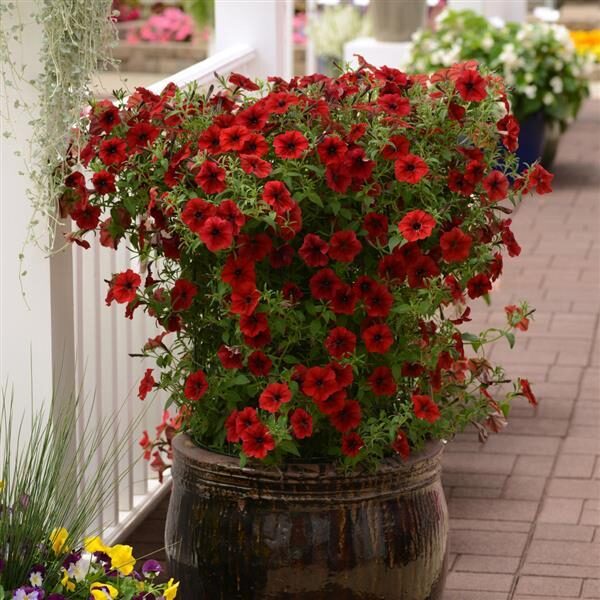 Petunia Tidal wave red velour