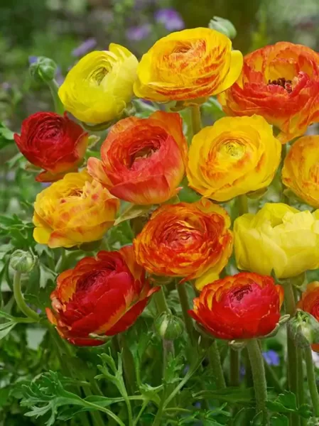 Ranunculus asiaticus