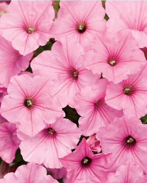 Petunia SUPERTUNIA Vista Bubblegum