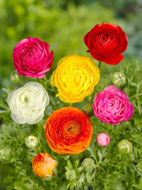 ranunculus-mix-2.webp